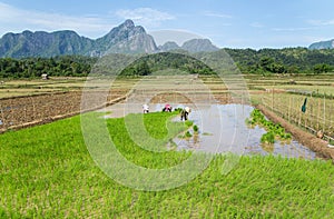 Farmer Rice farming ,Vangvieng
