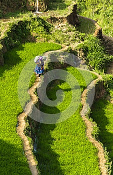 A Farmer on Rice field in Vietnam