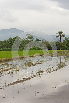 Farmer rice field Worker cutting grass