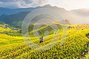 Farmer in Rice fields on terraced of Vietnam. Rice fields prepare the harvest at Northwest Vietnam landscape