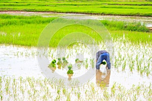 Farmer in rice paddy farm