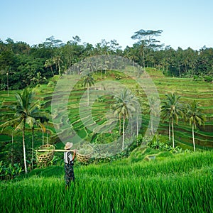 Farmer in the rice terraces of Bali, Indonesia