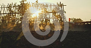 Farmer riding a farm tractor pass through trellis crop plants in sunset