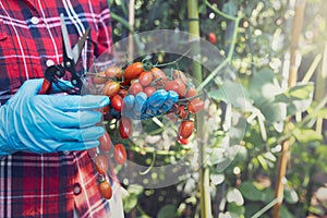 Farmer ripe red organic tomato harvest in hands