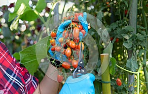 Farmer ripe red organic tomato harvest in hands