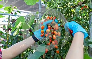 Farmer ripe red organic tomato harvest in hands