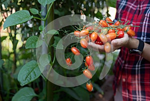 Farmer ripe red organic tomato harvest in hands