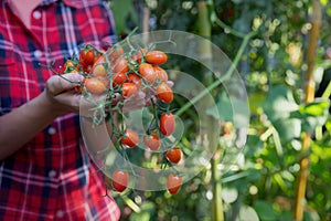 Farmer ripe red organic tomato harvest in hands