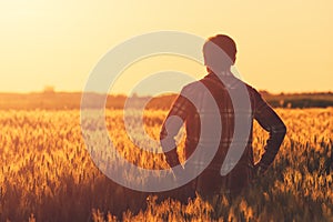 Farmer in ripe wheat field planning harvest activity