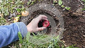 The farmer`s beautiful hand holds the gladiolus bulb or corm or bulbotuber to plant it in the open fertile ground in the spring