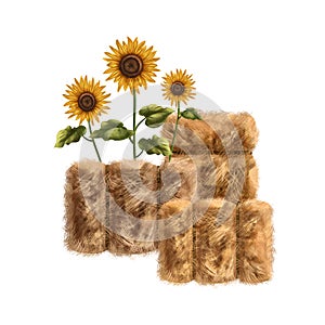 A farmer\'s composition of a pile of fluffy golden hay and colorful sunflowers. For postcards, textiles, booklets, banners,
