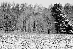 Farmer\'s corn field covered in March snowfall Jennings ville Pennsylvania