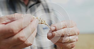 Farmer's elderly hands hold a ripe wheat spike in sunny field