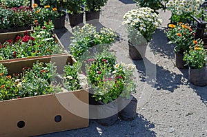 Farmer`s Fair of gardening in the open air. Colorful chrysanthemums and daisies in flower pots