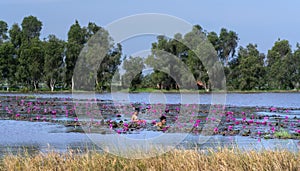 Farmer`s Family is harvesting water lily in a flooded field