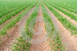 Farmer's Field Green Onions California Agriculture Food Grower