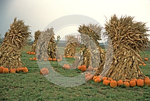 Farmer's Field of Pumpkins & Cornstalks