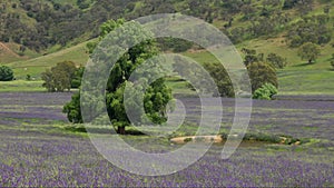 farmer's field with purple flowers of paterson's curse near brungle