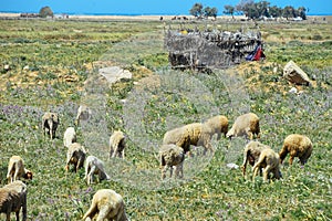 A farmer\'s field with sheep grazing in the grass in Morocco.