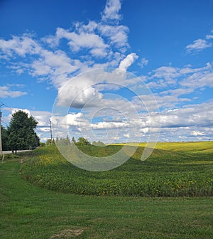 Farmer`s Field in Wilmot Township photo
