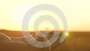 Farmer`s fingers ears of wheat on the palm in the rays of the sun, closeup. An agronomist inspects a field of ripe wheat