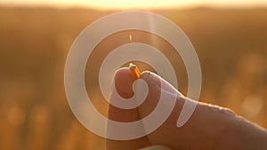 Farmer`s fingers hold one grain of wheat. close-up. An agronomist inspects a field of ripe wheat. farmer on a wheat