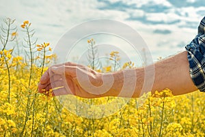 Farmer`s hand in blooming canola field