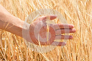 The farmer`s hand and the ears of ripe wheat growing in the summer