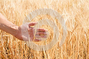 The farmer`s hand and the ears of ripe wheat growing in the summer