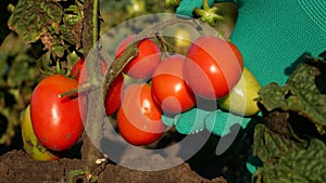 A farmer's hand in a glove touches a ripe tomato on a bush in the garden, checks the ripeness of tomatoes.