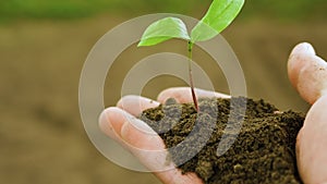 Farmer`s hand. Grow a tree. Agriculture. A plant with black soil in the hands of a farmer. A young tree, the climate is changing