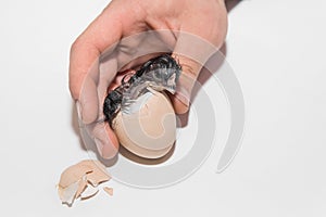 A farmer's hand helps a newborn little cute chicken chick get out of a chicken hatching egg on a white background