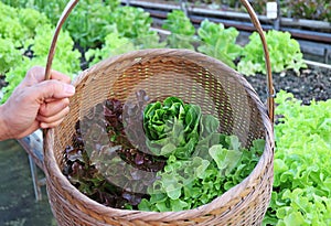 Farmer`s Hand Holding a Basket of Fresh Harvested Assorted Lettuces
