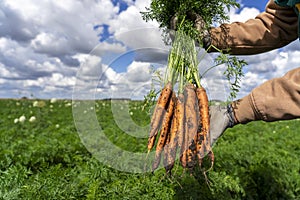 Farmer`s Hand Holding Bunch of Freshly Harvested Carrots in a Carrot Field