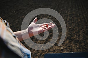 Farmer& x27;s hand holding corn seeds with blurred sweet corn seeds background that are ready to be planted in the fields