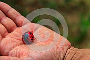 Farmer`s hand holding fresh nutmeg fruit