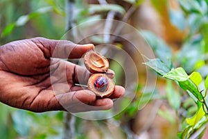 Farmer`s hand holding fresh nutmeg fruit