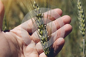 Farmer`s hand holding a green spike of rye in a field closeup