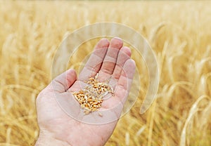 Farmer`s hand holding harvest over a field of golden color. Ukraine agriculture field