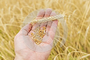 Farmer`s hand holding rye over a field of golden color