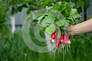 a farmer& x27;s hand holds a bunch of radishes photo