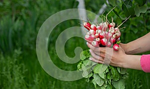 a farmer& x27;s hand holds a bunch of radishes photo