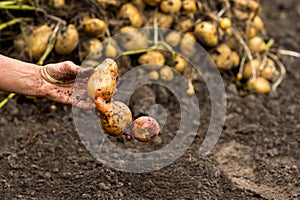 A farmer's hand holds fused potato tubers against the background of a pile of harvested crops. Background. The