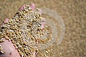 Farmer& x27;s hand holds grain of wheat shows harvest.