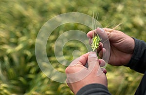 the farmer's hand holds the spikelets of cereals, examines the ripeness