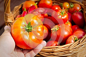 Farmer`s hand holds a tomato on the background of a basket with tomatoes. Tomatoes in Woven Basket close-up. eco food