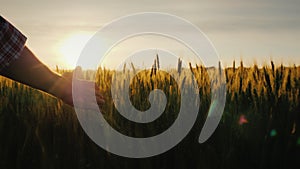 Farmer's hand looks at the ears of wheat at sunset. The sun's rays shine through the ears