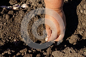 Farmer`s hand planting garlic in vegetable garden