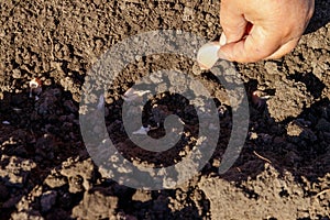 Farmer`s hand planting garlic in vegetable garden