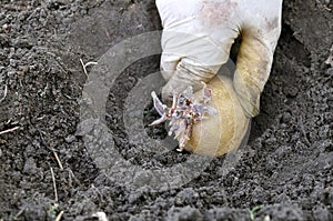 Farmer`s hand planting prepared germinating potato tuber